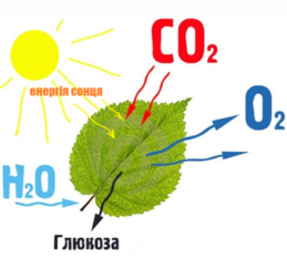 0402o2wb-0197-259x233.png