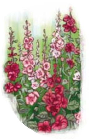 0402o433-993b-289x454.png