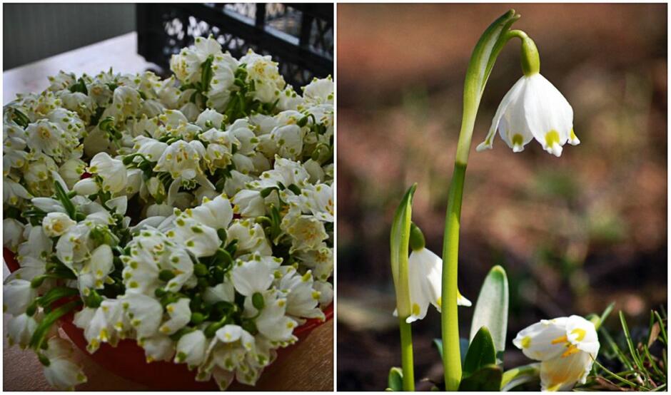 Білоцвіт весняний (Leucojum vernum)