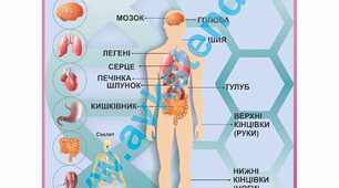Узагальнення знань з теми "Пізнаємо себе і світ""