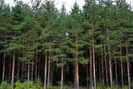 0402o9k6-2424-270x181.jpg