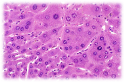 0402obsl-f987-251x165.png