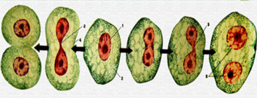 0402obx4-c44d-367x140.png