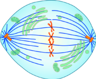 0402ocda-ab17-190x158.png