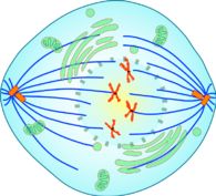 0402ocef-70d9-195x177.png