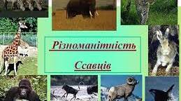 Різноманітність ссавців