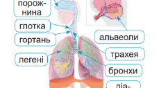 ЯК КИСЕНЬ ПОТРАПЛЯЄ У НАШ ОРГАНІЗМ