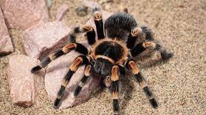 Тарантулы используют наноструктуры для выращивания своего окраса - РИА Новости, 01.12.2015