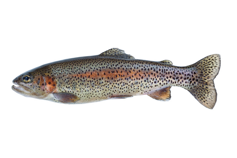 0402ox8f-6706-479x320.png