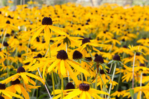 0402p0fv-cb87-300x200.jpg