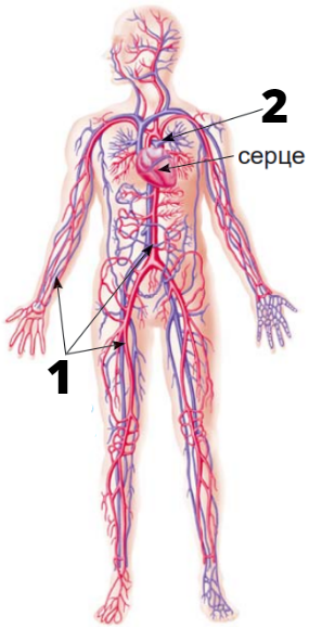 0402p0ux-3163-285x579.png