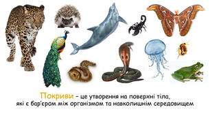  Покриви тіла тварин