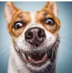 0402p5vd-e1f8-103x104.png