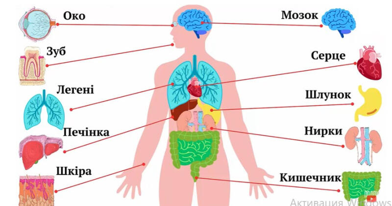 Пізнаємо організм людини в середовищі його існування. Узагальнення ...