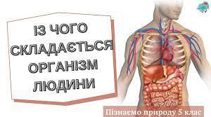 Узагальнення з теми " Таємниці організму людини