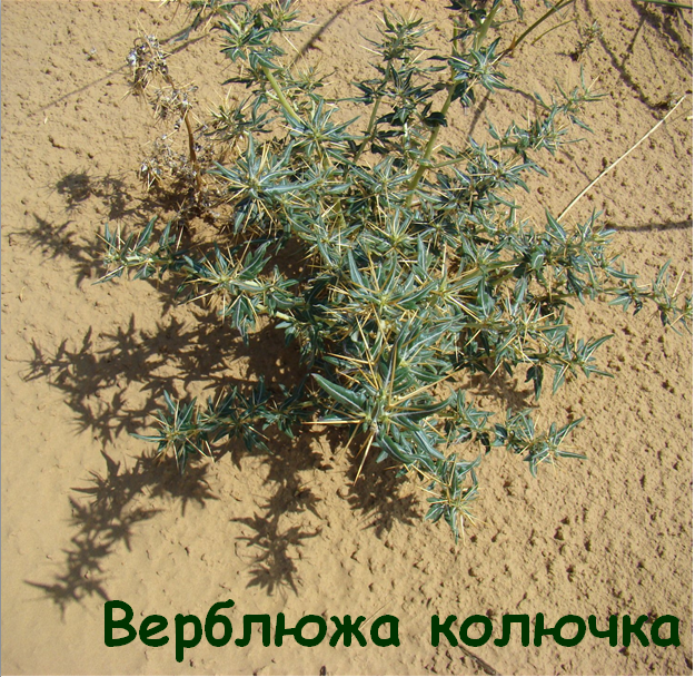 0402pesm-fb6a-625x608.png