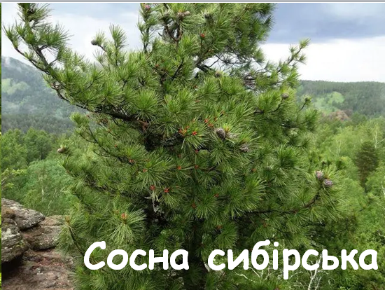 0402pf4x-d43e-550x414.png