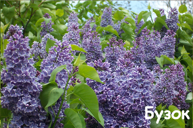 0402pfs1-616b-619x411.png