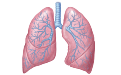 0402pl75-4075-241x150.png