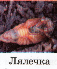 0402q3ru-ab71-115x139.png
