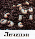 0402q3si-f8e5-124x137.png