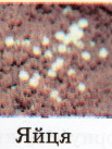 0402q3tg-aafb-103x137.png