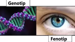 Genetica. Genotip și fenotip. Alele