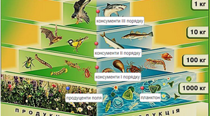  Харчові зв'язки. Потік енергії в екосистемах