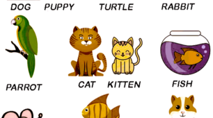 Animals 