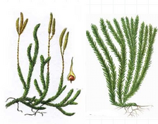 0402qiro-9f16-459x359.png