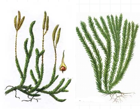 0402qiro-9f16-459x359.png