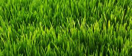 Why Is Grass Green? | Britannica