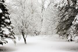 Snowy Tree Pictures | Download Free Images on Unsplash