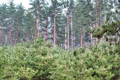 These countries have gained more tree cover than they've lost | World Economic Forum