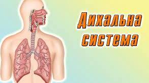 Дихальна система людини