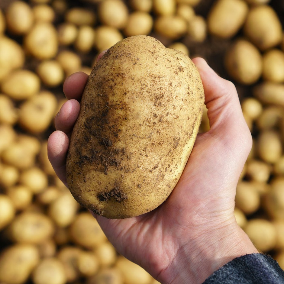 Six reasons why potatoes are good for you