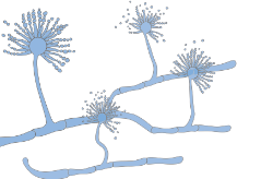 0402qnpv-800b-239x164.png