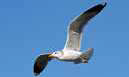 0402qp3h-f54a-129x77.png