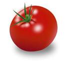 Файл:Tomato.png — Вікіпедія