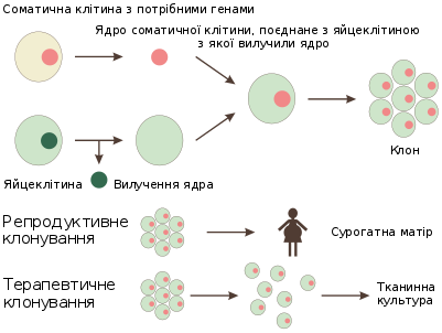 0402r71b-b965-401x302.png