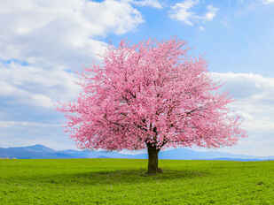 0402r77o-8f61-309x232.jpg
