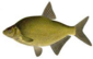 0402rmlr-bf60-85x54.png