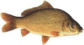 0402rmm6-753e-84x45.png