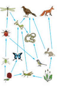 0402rsdx-0807-199x290.png