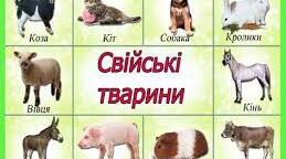 Свійські тварини