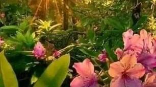 Весна красна летить по білім світу