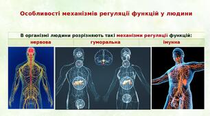 Тестові завдання з відповідями : Регуляторна система Біологія 8 клас