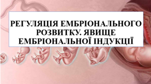 Презентація на тему "Регуляція ембріонального розвитку. Явище ембріональної індукції"