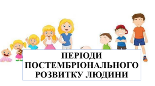 Презентація на тему "Періоди постембріонального розвитку людини"