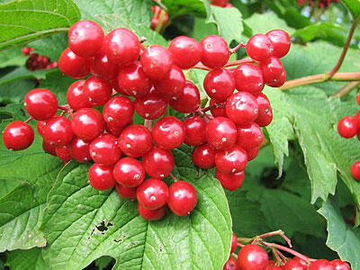 0402s71d-0caa-400x300.jpg